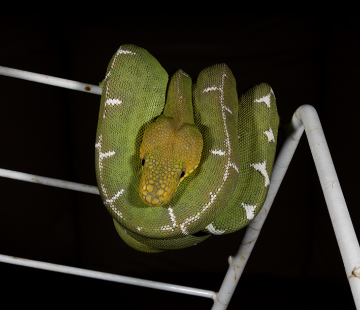 Available Snakes 2026 | Amazon Basins